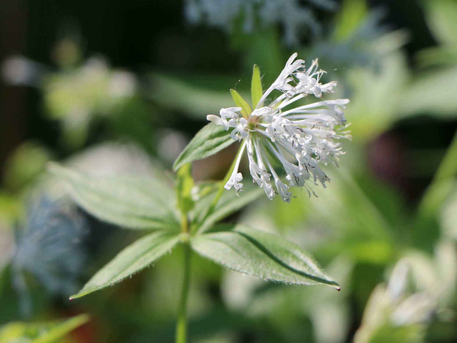 Turiner Meier / Turiner Meister - Asperula taurina
