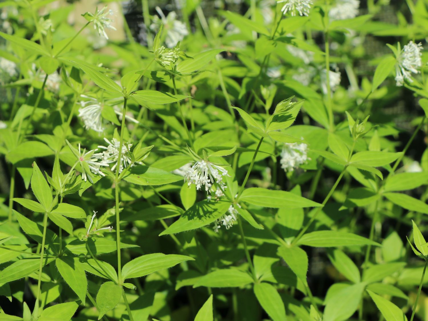 Turiner Meier / Turiner Meister - Asperula taurina