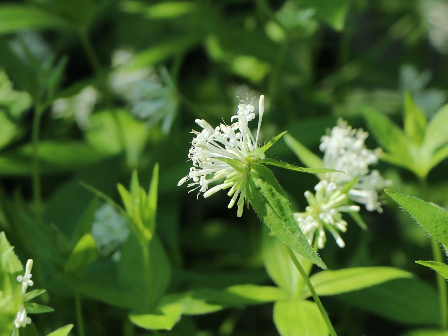 Turiner Meier / Turiner Meister - Asperula taurina