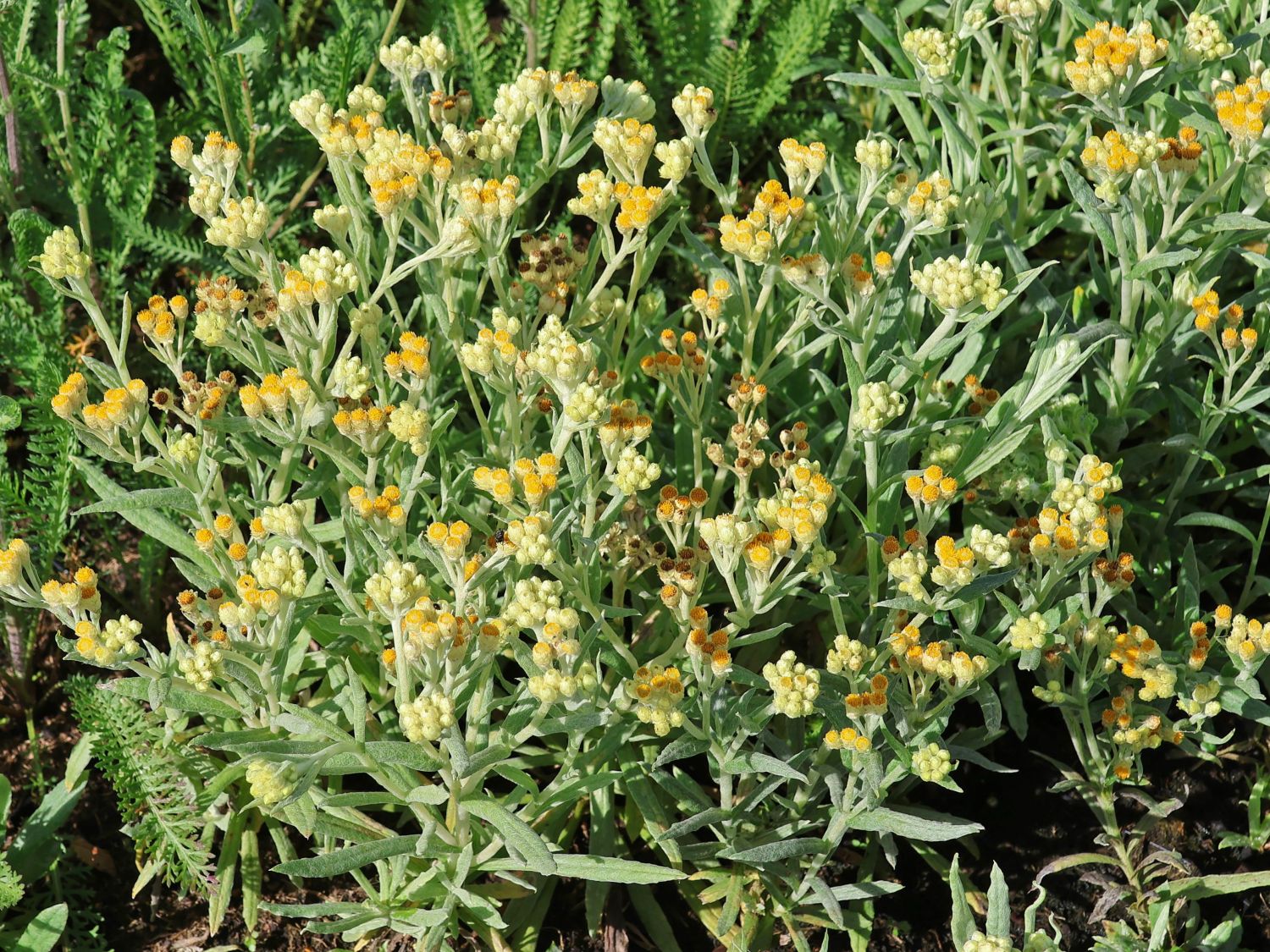 Strohblumen (Helichrysum)
