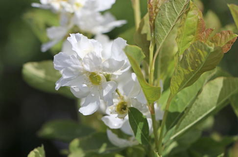 Turkestanische Prunkspiere - Exochorda korolkowii