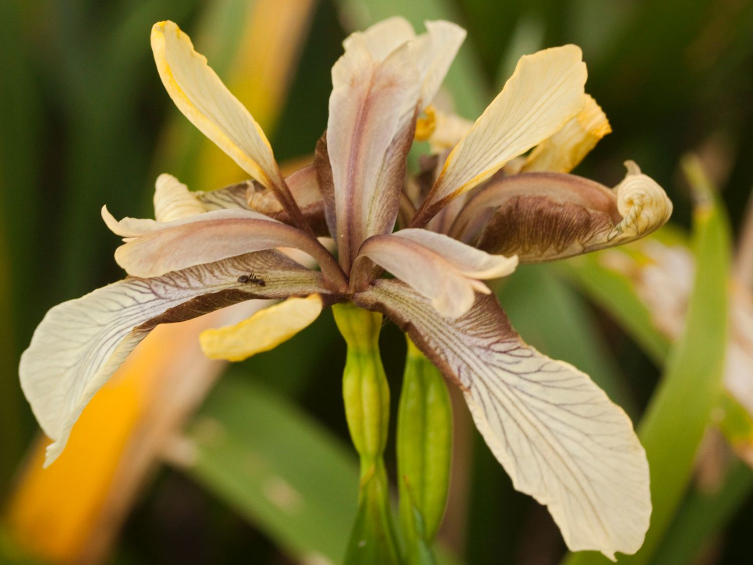 Übelriechende Schwertlilie / Gladwin / Gladdon - Iris foetidissima