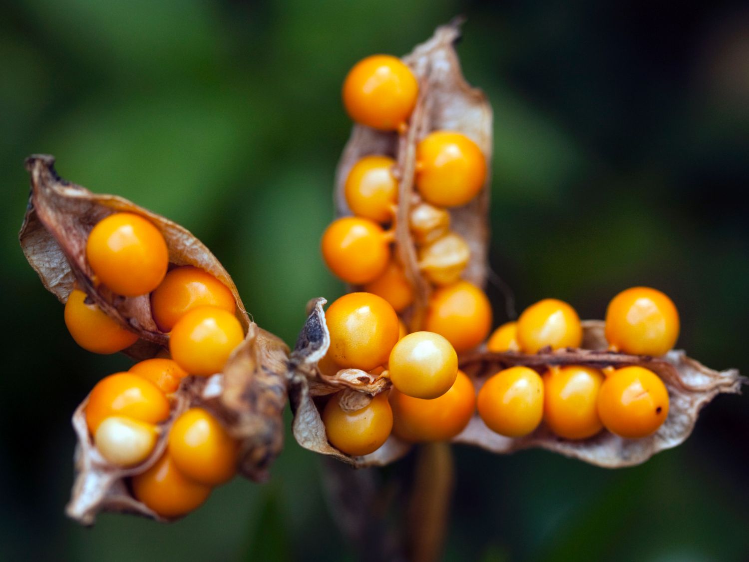 Übelriechende Schwertlilie / Gladwin / Gladdon - Iris foetidissima