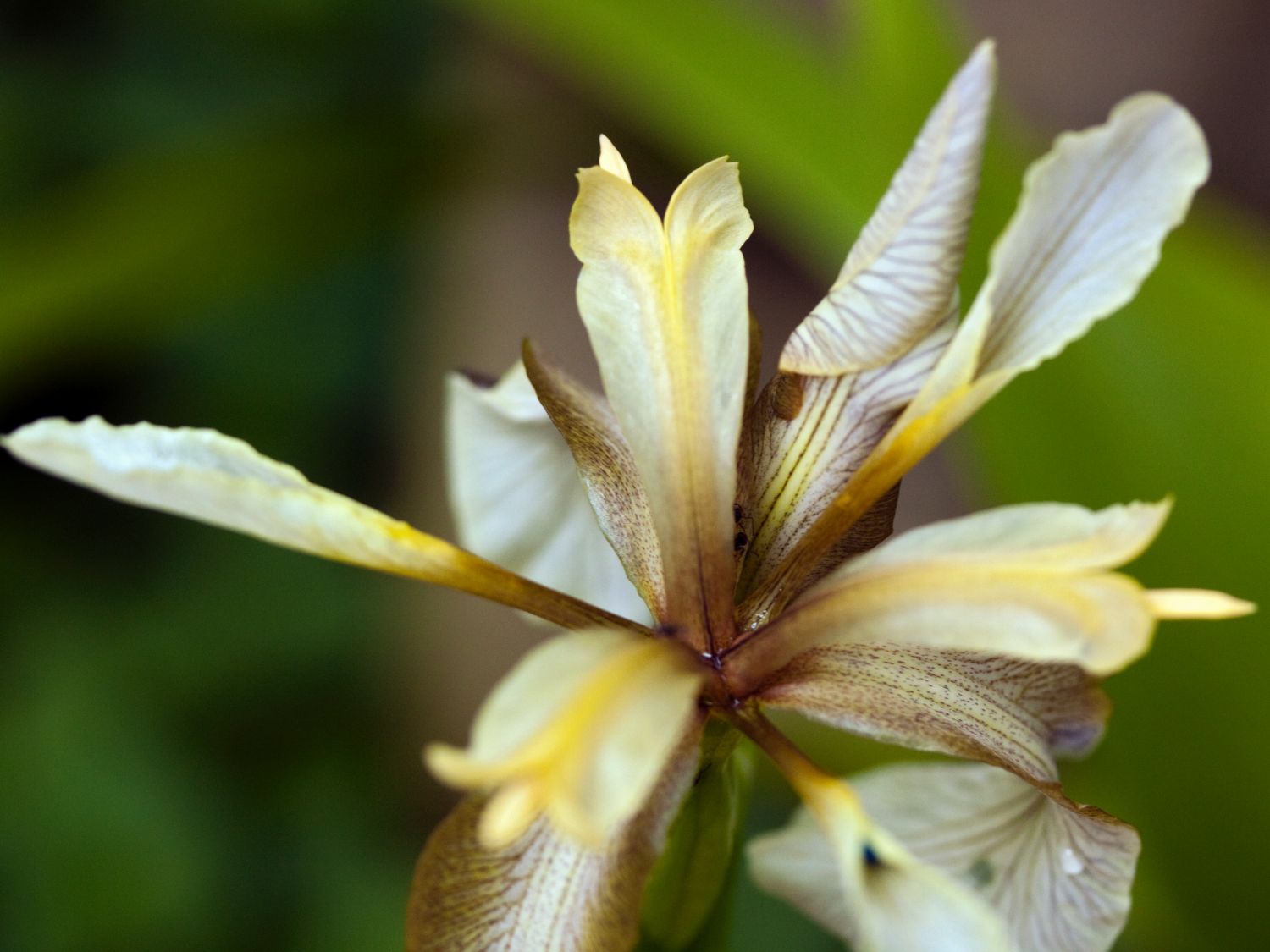 Übelriechende Schwertlilie / Gladwin / Gladdon - Iris foetidissima