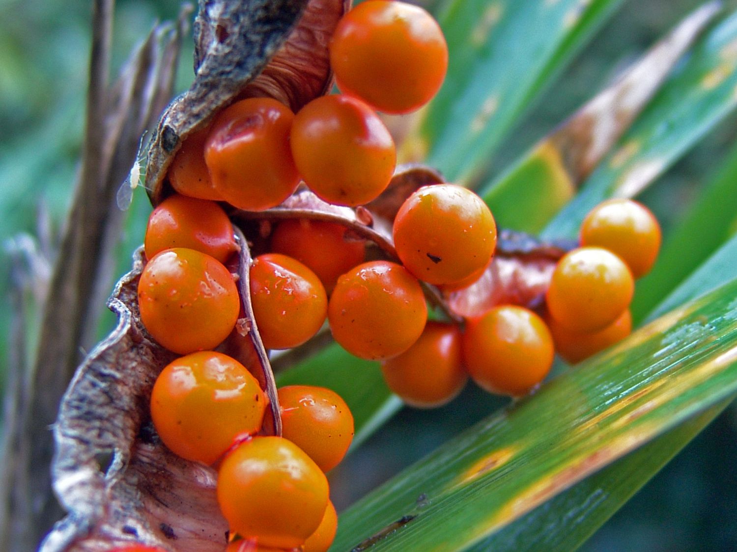 Übelriechende Schwertlilie / Gladwin / Gladdon - Iris foetidissima