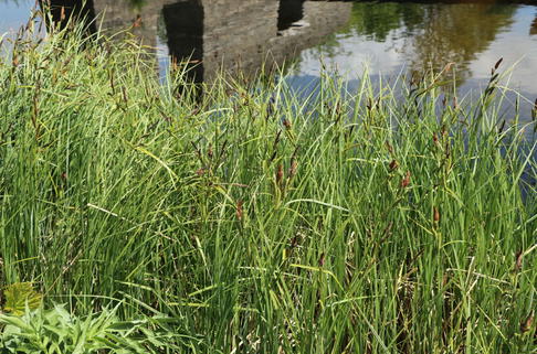 Ufer-Segge - Carex riparia
