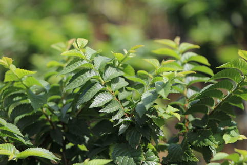 Ulme 'Jacqueline Hillier' - Ulmus hollandica 'Jacqueline Hillier'