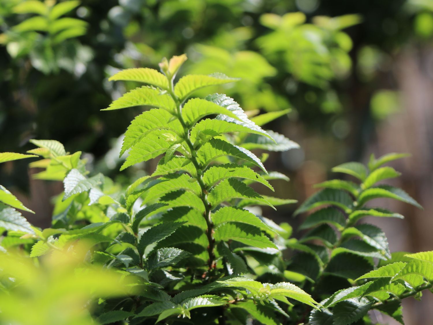 Ulme 'Jacqueline Hillier' - Ulmus hollandica 'Jacqueline Hillier'