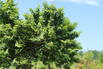 Ulme 'Jacqueline Hillier' - Ulmus hollandica 'Jacqueline Hillier'