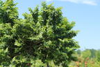 Ulme 'Jacqueline Hillier' - Ulmus hollandica 'Jacqueline Hillier'