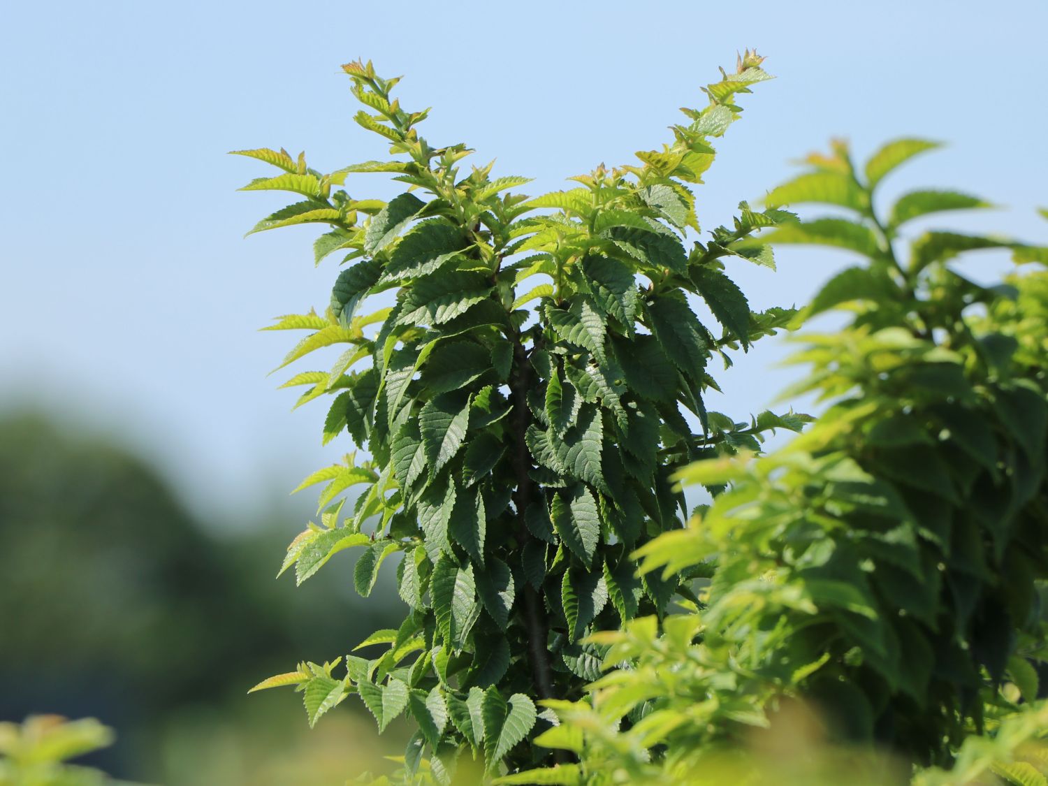 Ulme 'Jacqueline Hillier' - Ulmus hollandica 'Jacqueline Hillier'