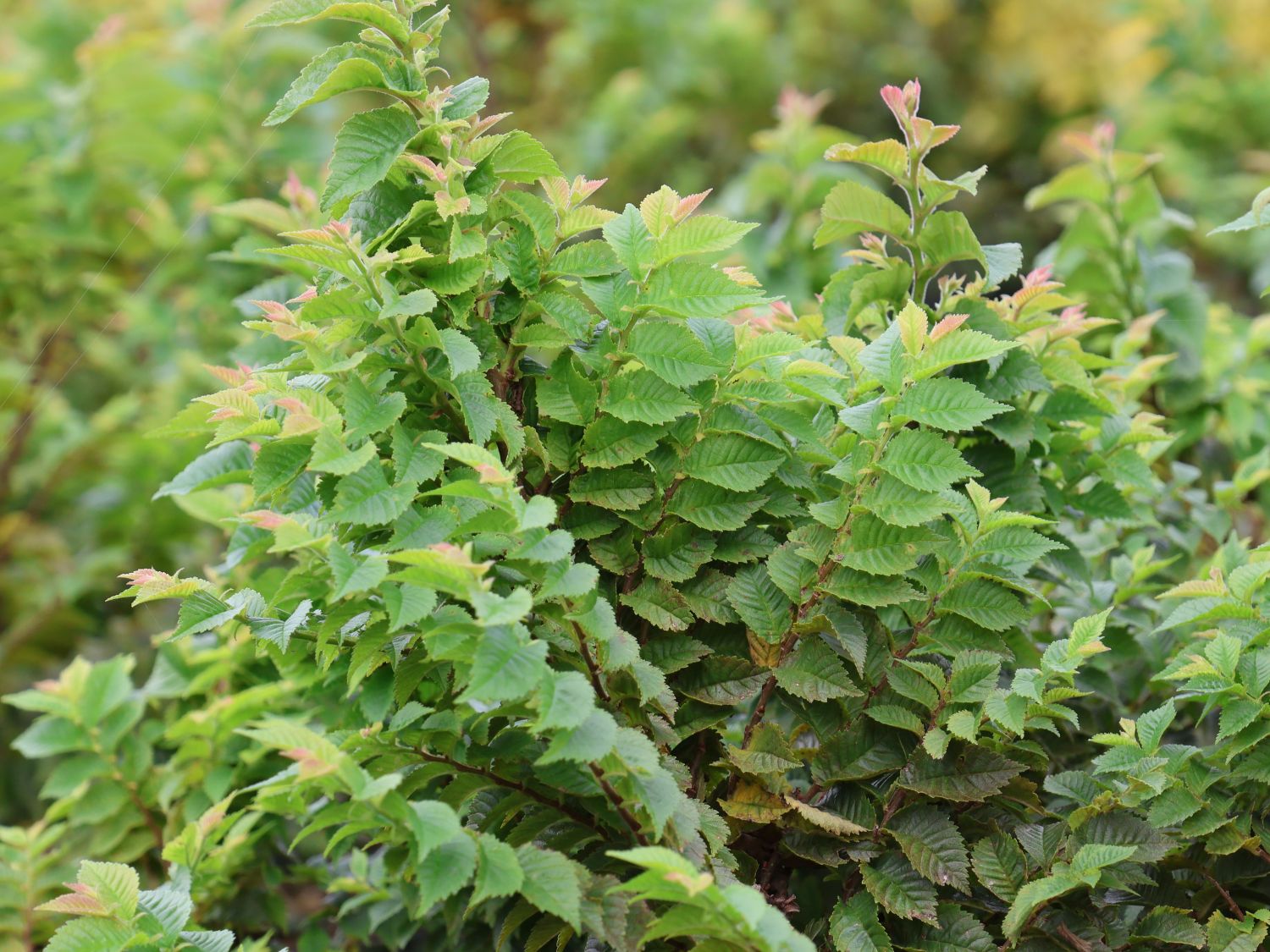 Ulme 'Jacqueline Hillier' - Ulmus hollandica 'Jacqueline Hillier'