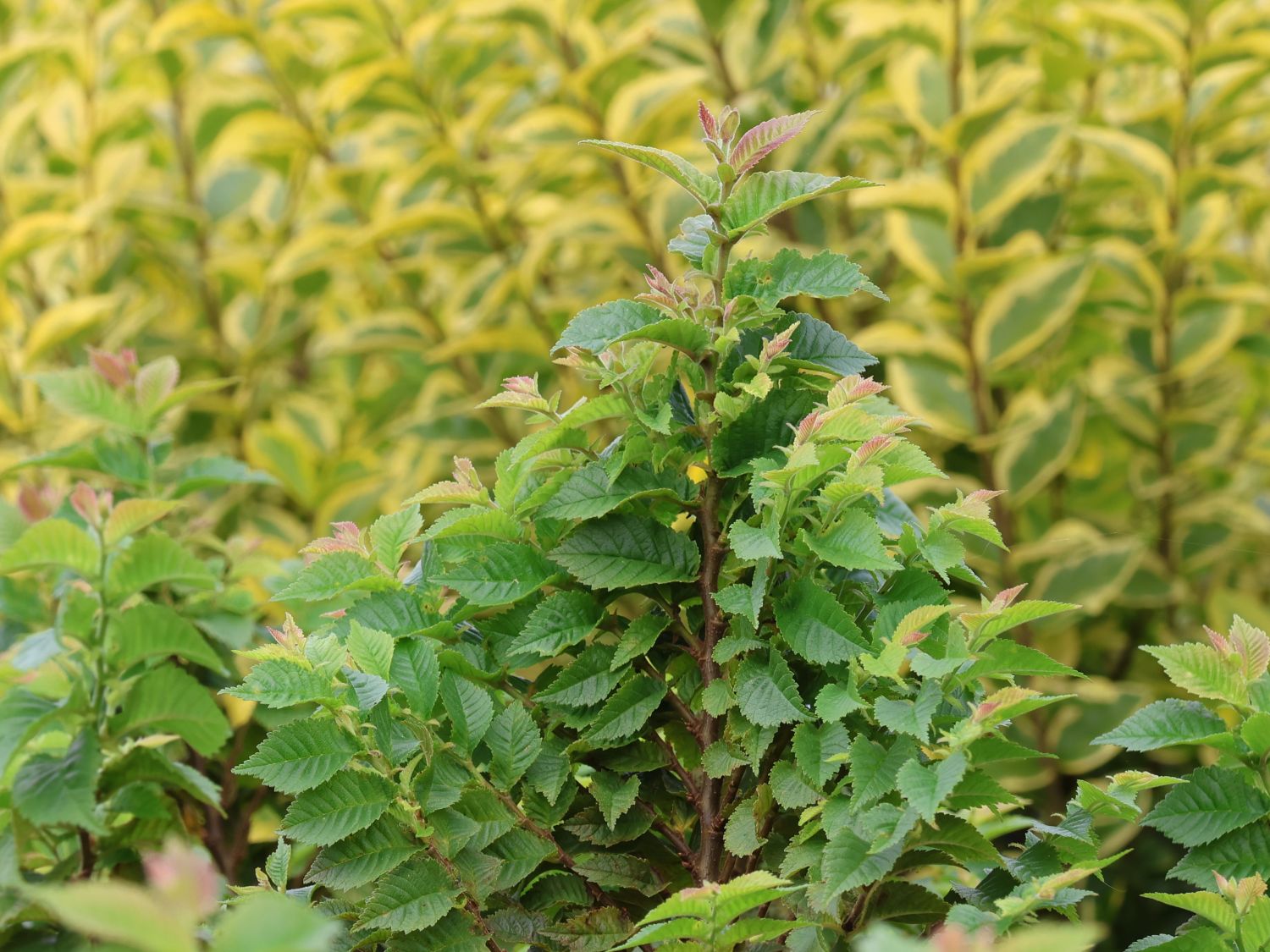 Ulme 'Jacqueline Hillier' - Ulmus hollandica 'Jacqueline Hillier'