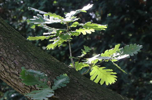 Ungarische Eiche - Quercus frainetto