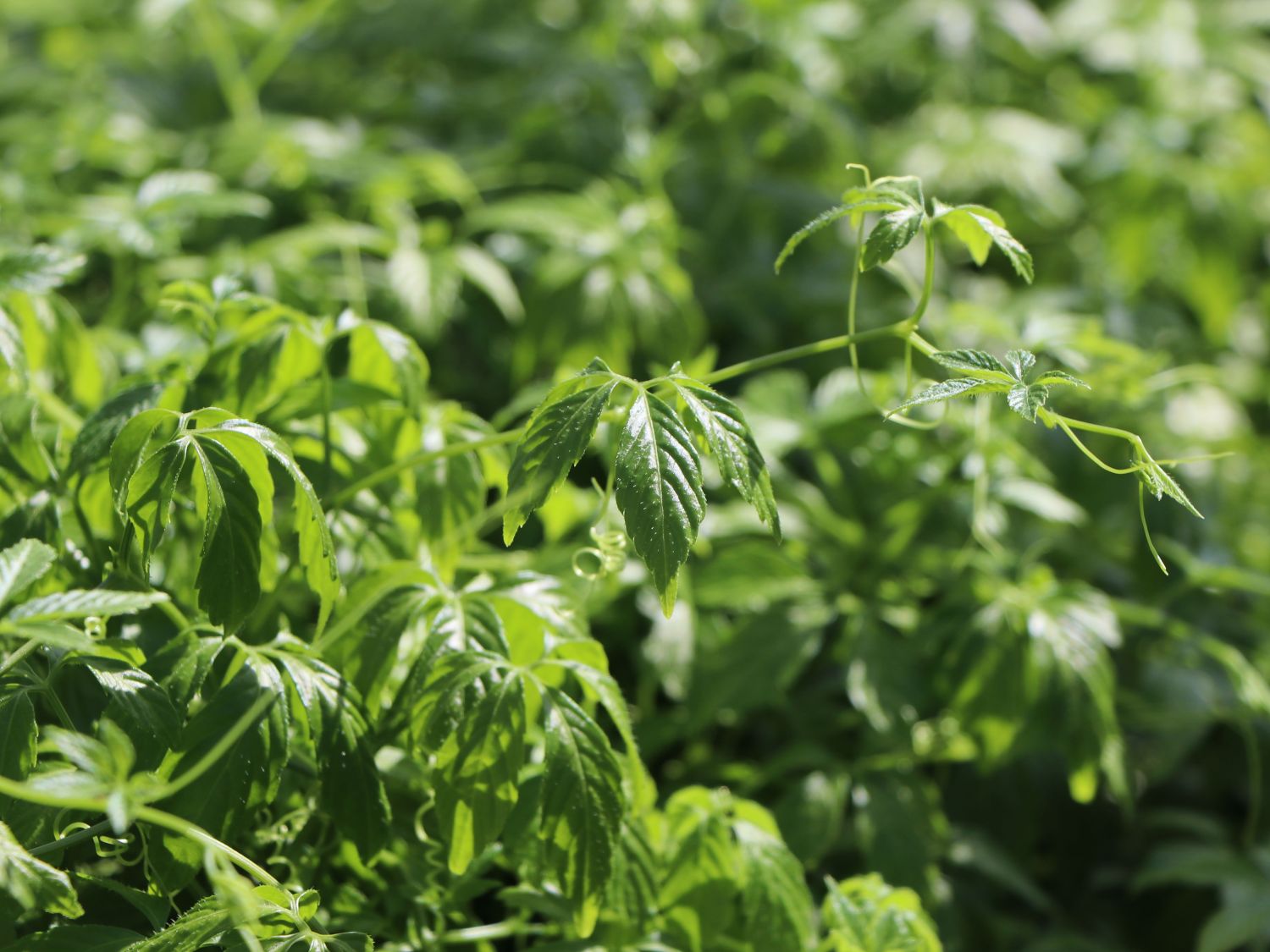 Gynostemma (Gynostemma)