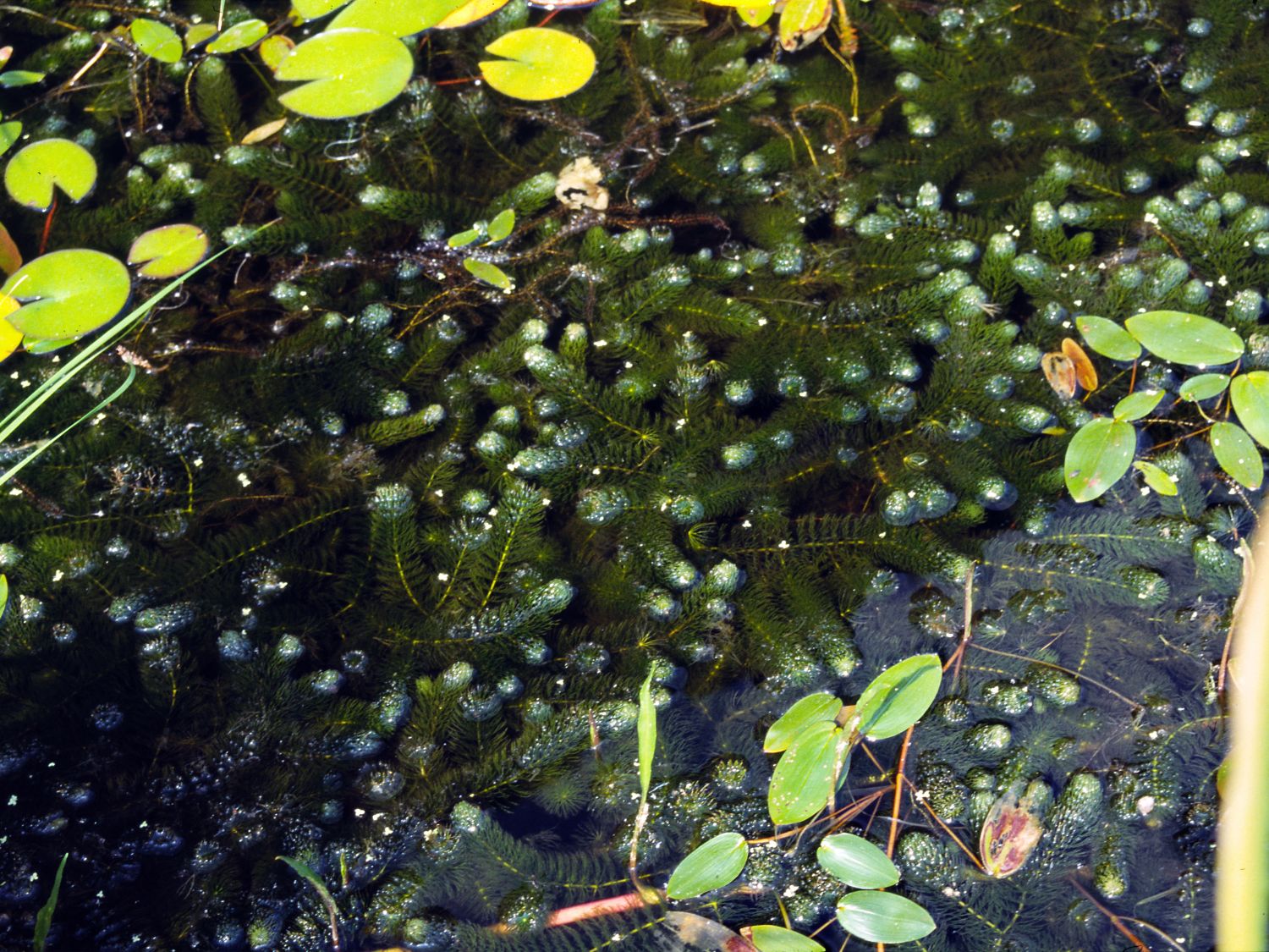 Untergetauchtes Hornblatt