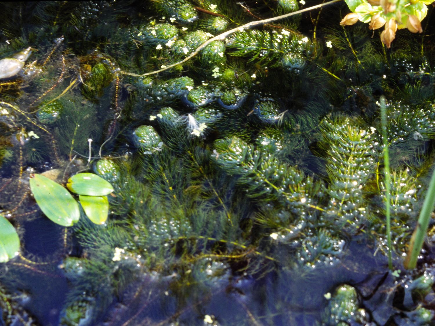 Hornblattgewächse (Ceratophyllaceae)