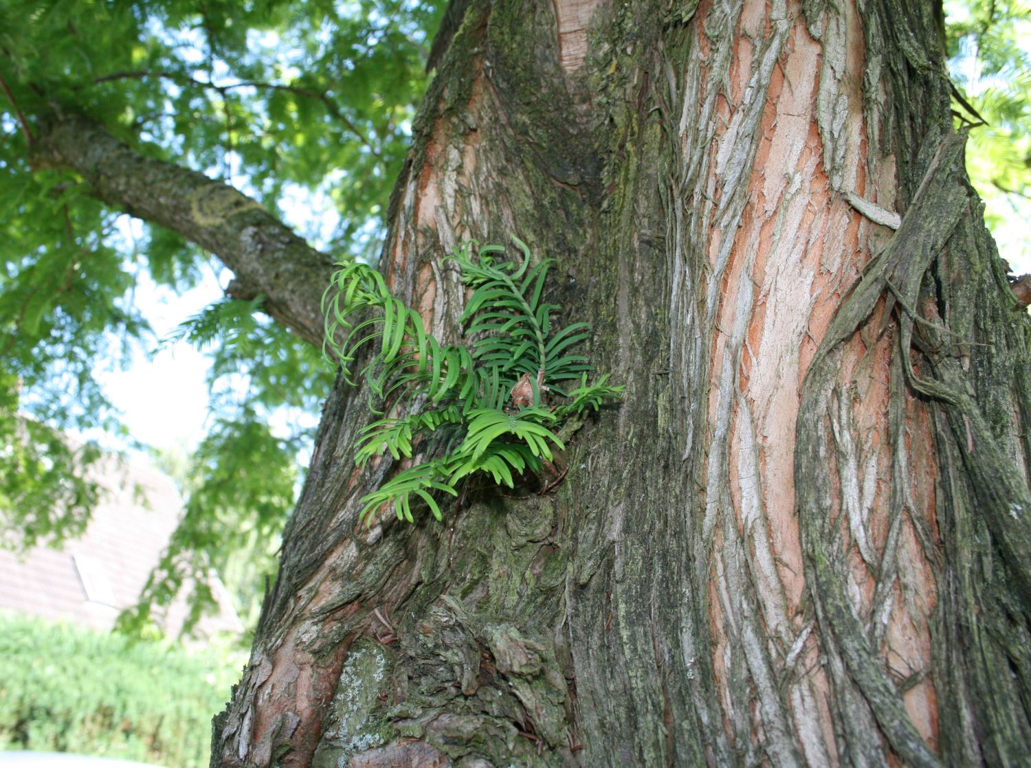 Urwelt-Mammutbaum (Metasequoia)
