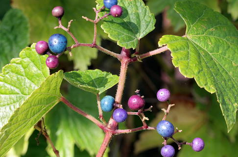 Ussuri-Scheinrebe - Ampelopsis brevipedunculata