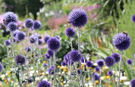 Veitchs-Kugeldistel 'Veitchs Blue'