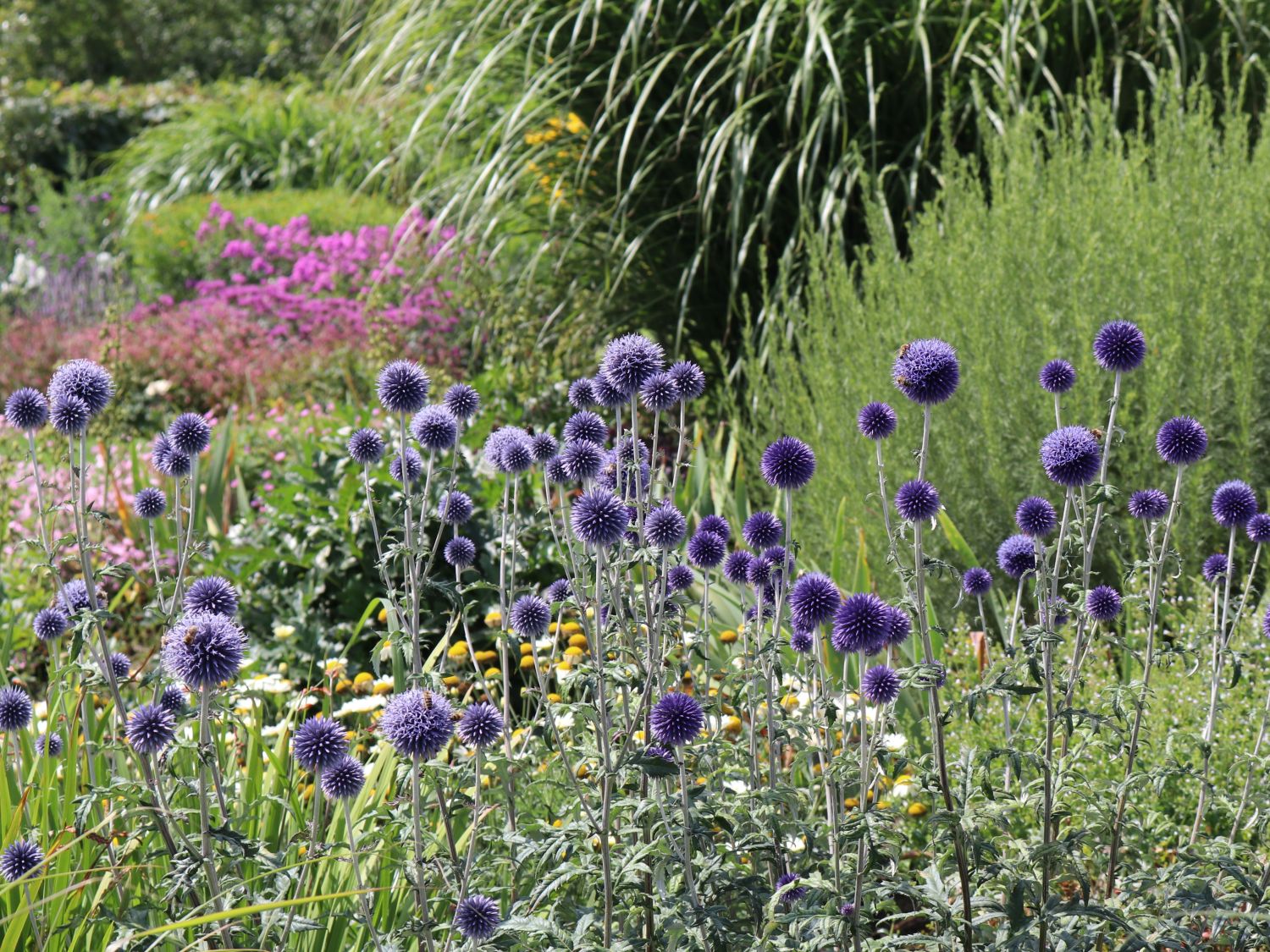 Kugeldisteln (Echinops)