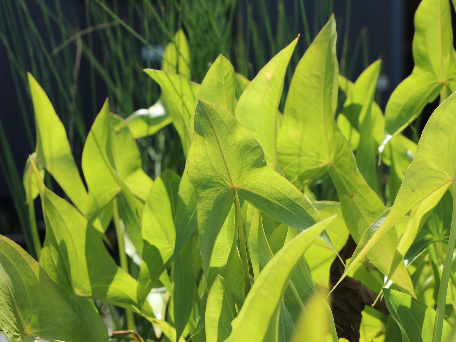 Froschlöffelgewächse (Alismataceae)