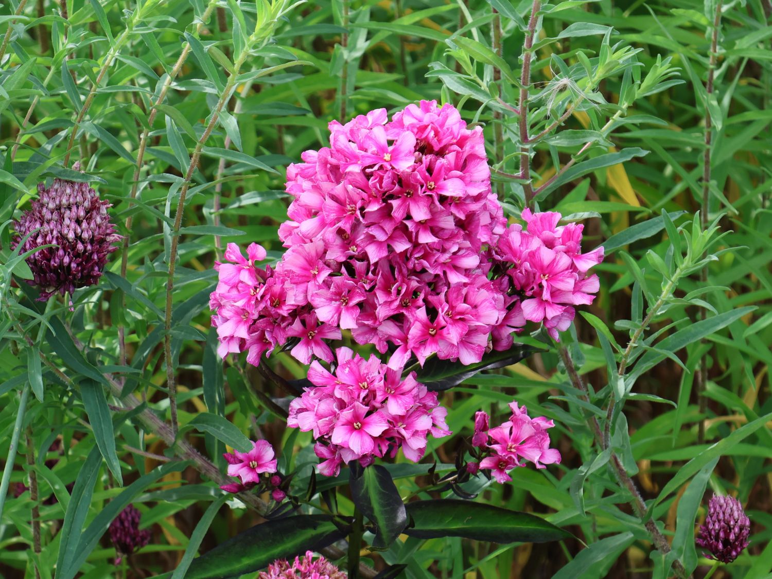 Veränderte Flammenblume 'Natural Feelings' ®