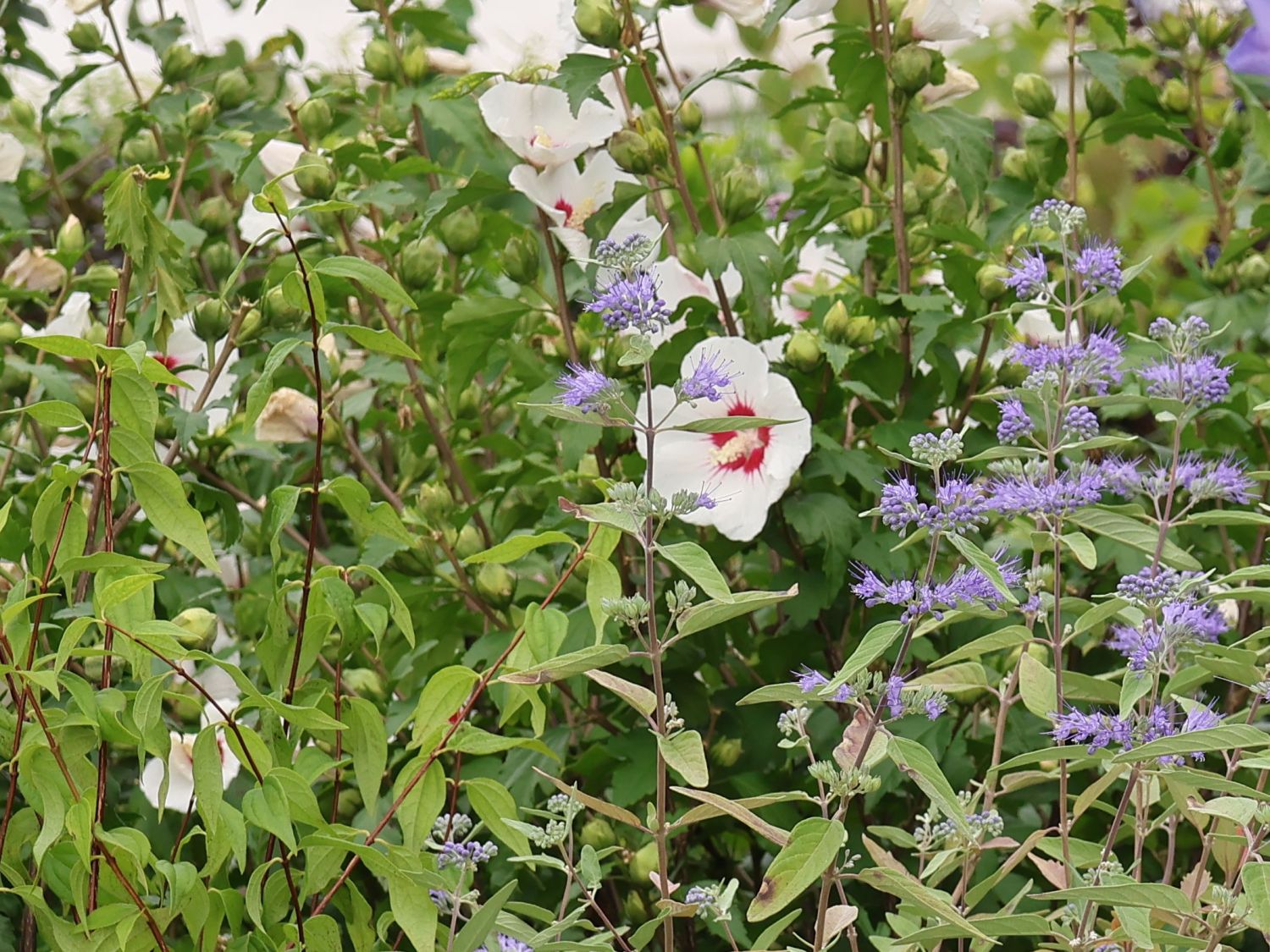 Veras weiße und blaue Lieblinge Pflanzpaket aus Garteneibisch