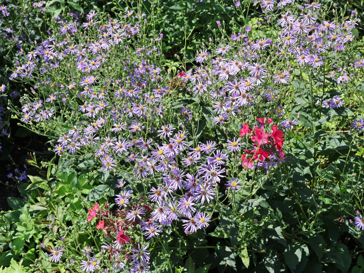 Vermischte-Aster 'TWILIGHT' ®