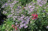 Vermischte-Aster 'TWILIGHT' ®