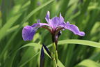 Verschiedenfarbige Sumpf-Schwertlilie - Iris versicolor