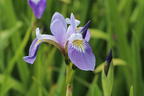 Verschiedenfarbige Sumpf-Schwertlilie - Iris versicolor