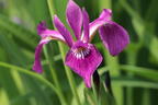 Verschiedenfarbige Sumpf-Schwertlilie - Iris versicolor