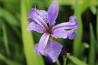Verschiedenfarbige Sumpf-Schwertlilie - Iris versicolor