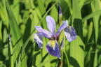 Verschiedenfarbige Sumpf-Schwertlilie - Iris versicolor
