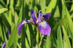 Verschiedenfarbige Sumpf-Schwertlilie - Iris versicolor