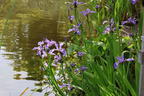 Verschiedenfarbige Sumpf-Schwertlilie - Iris versicolor