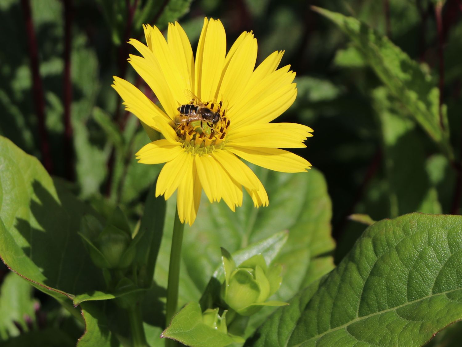 Verwachsenblättrige Becherpflanze 'Maya' - Silphium perfoliatum 'Maya'