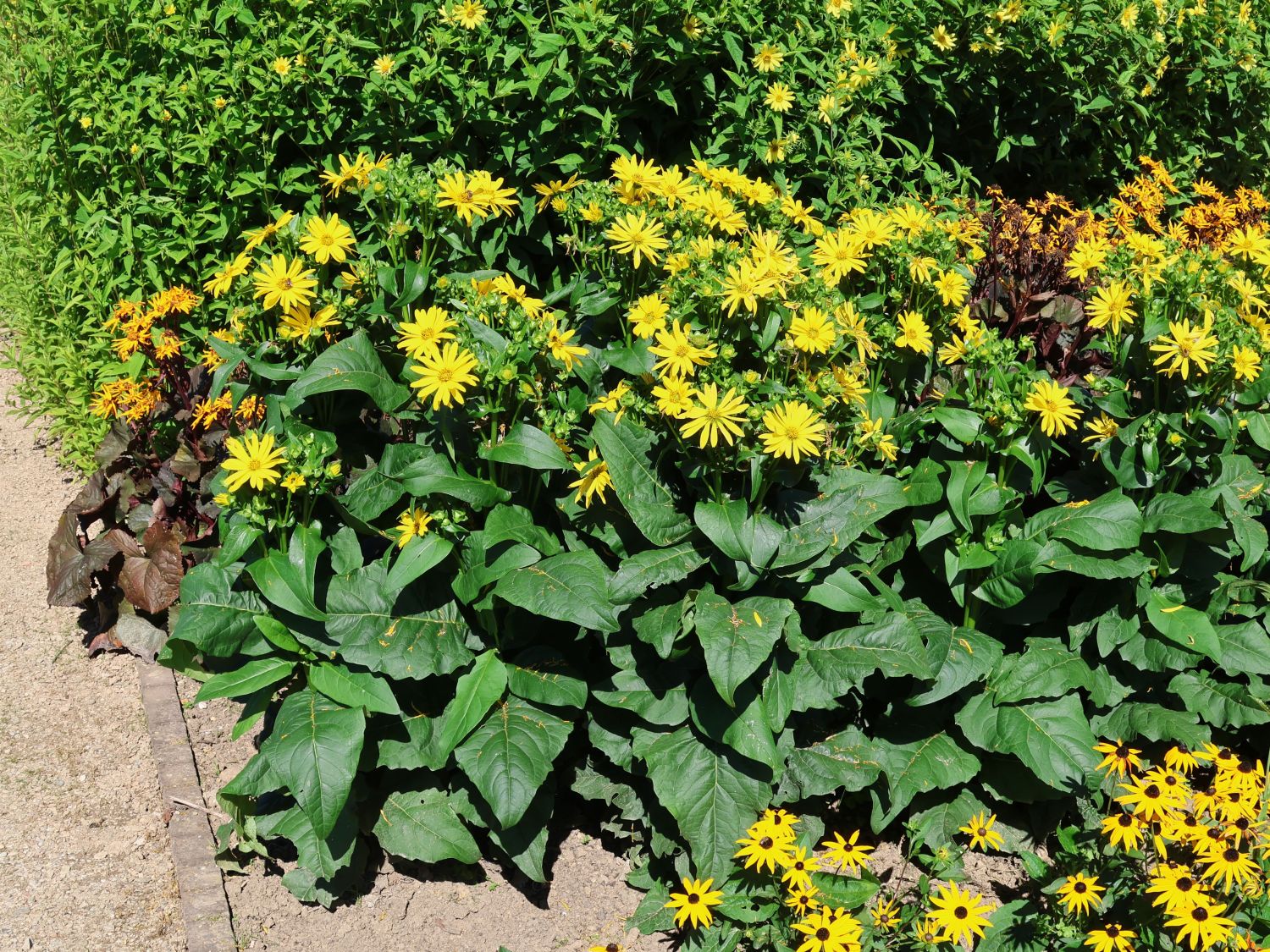 Verwachsenblättrige Becherpflanze 'Maya' - Silphium perfoliatum 'Maya'