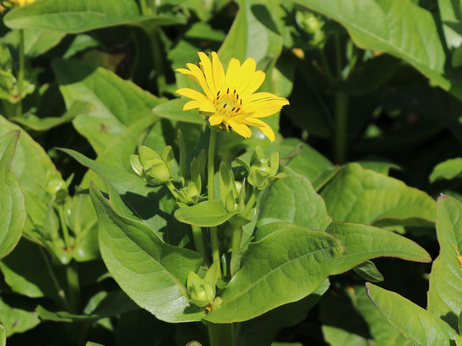 Verwachsenblättrige Becherpflanze 'Maya' - Silphium perfoliatum 'Maya'