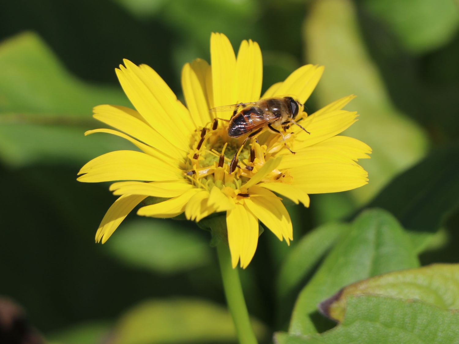 Verwachsenblättrige Becherpflanze 'Maya' - Silphium perfoliatum 'Maya'