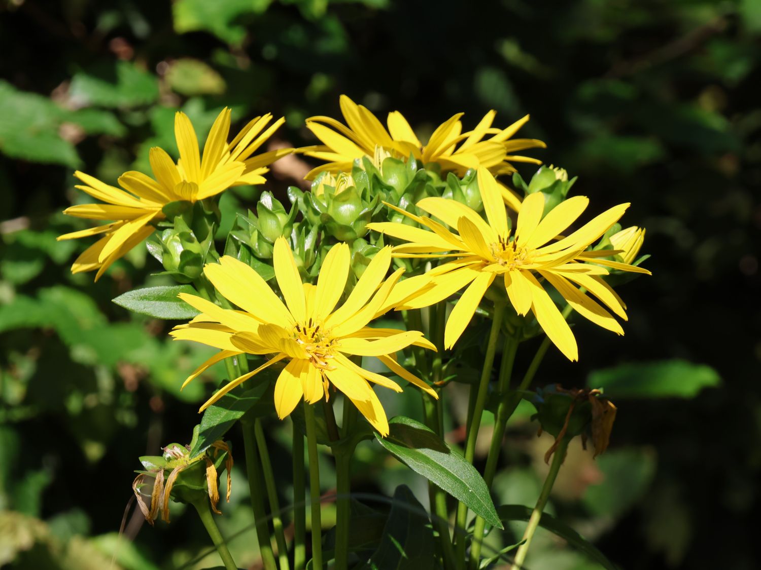 Verwachsenblättrige Becherpflanze 'Maya' - Silphium perfoliatum 'Maya'