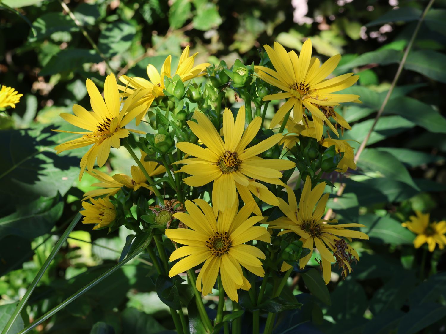 Verwachsenblättrige Becherpflanze 'Maya' - Silphium perfoliatum 'Maya'