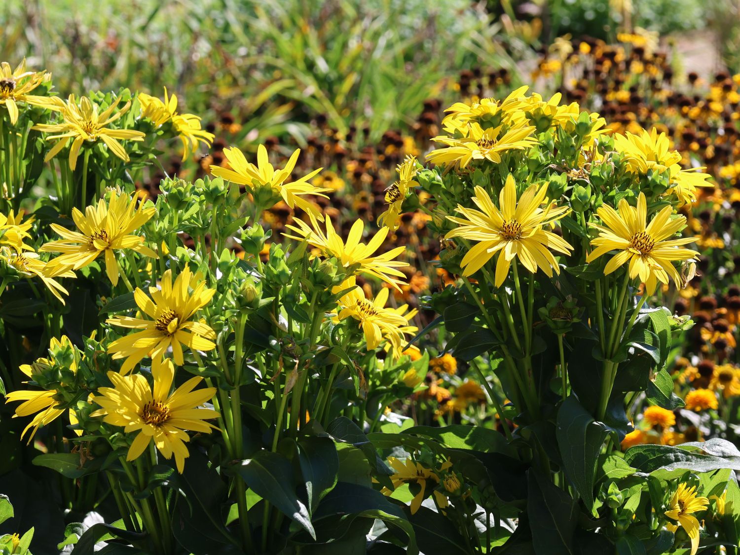 Verwachsenblättrige Becherpflanze 'Maya' - Silphium perfoliatum 'Maya'
