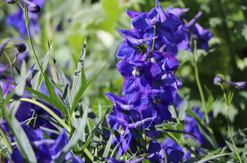 Verzweigter Rittersporn 'Atlantis' - Delphinium x belladonna 'Atlantis'