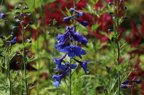 Verzweigter Rittersporn 'Bellamosum' - Delphinium x belladonna 'Bellamosum'