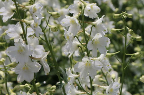 Verzweigter Rittersporn 'Casa Blanca' - Delphinium x belladonna 'Casa Blanca'