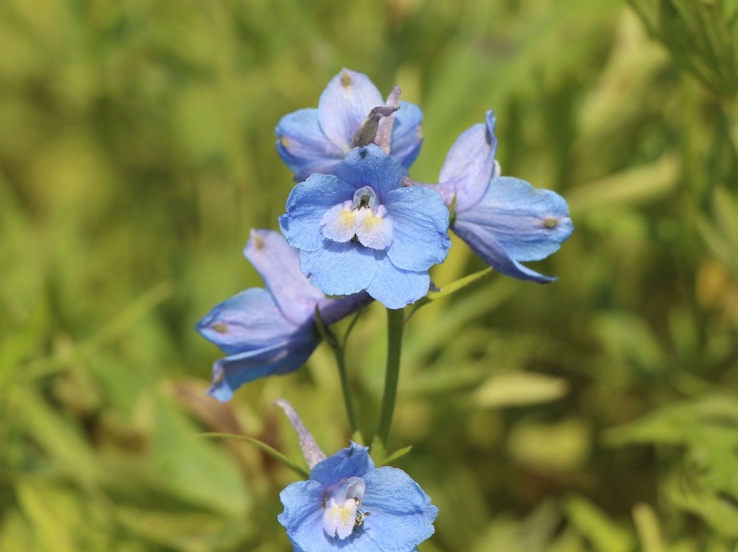 Verzweigter Rittersporn 'Cliveden Beauty'