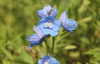 Verzweigter Rittersporn 'Cliveden Beauty'