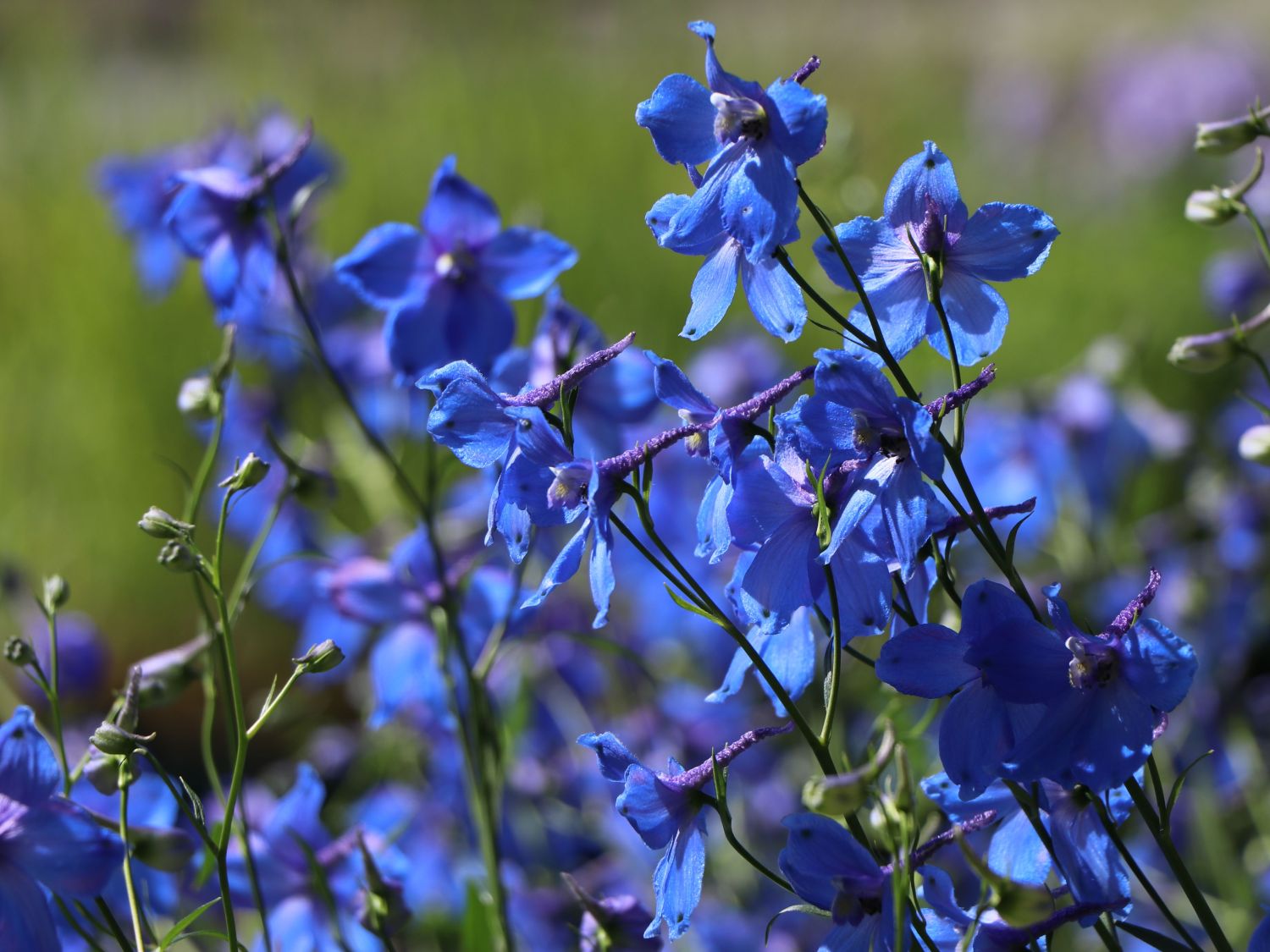 Verzweigter Rittersporn 'Piccolo'